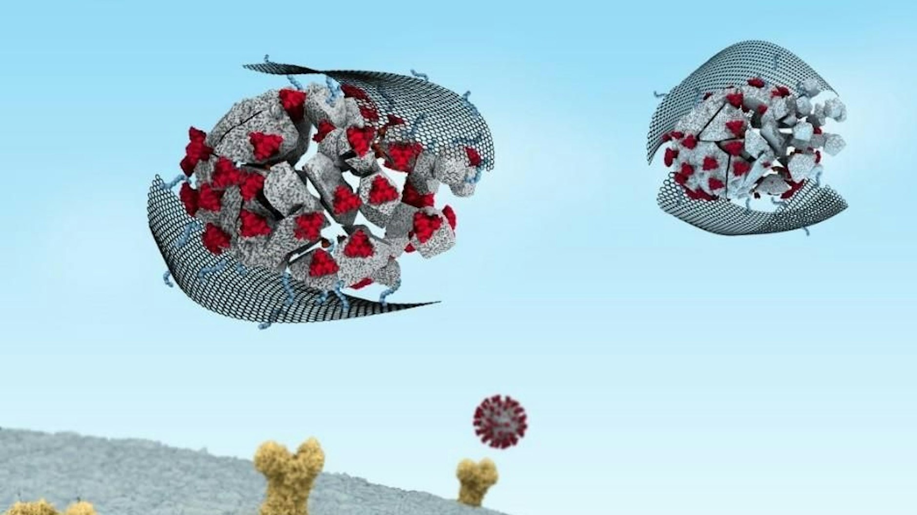 Ultradünne Nanomaterialien mit bestimmten Eigenschaften bringen die Hülle der Coronaviren zum Zerreißen, bevor sie überhaupt in menschliche Zellen eindringen können.