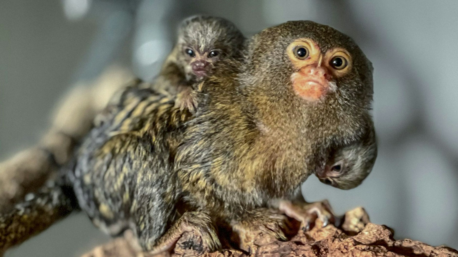 Die neugeborenen Zwergseidenäffchen krallen sich auf dem Rücken ihres Vaters Rocko fest.&nbsp;