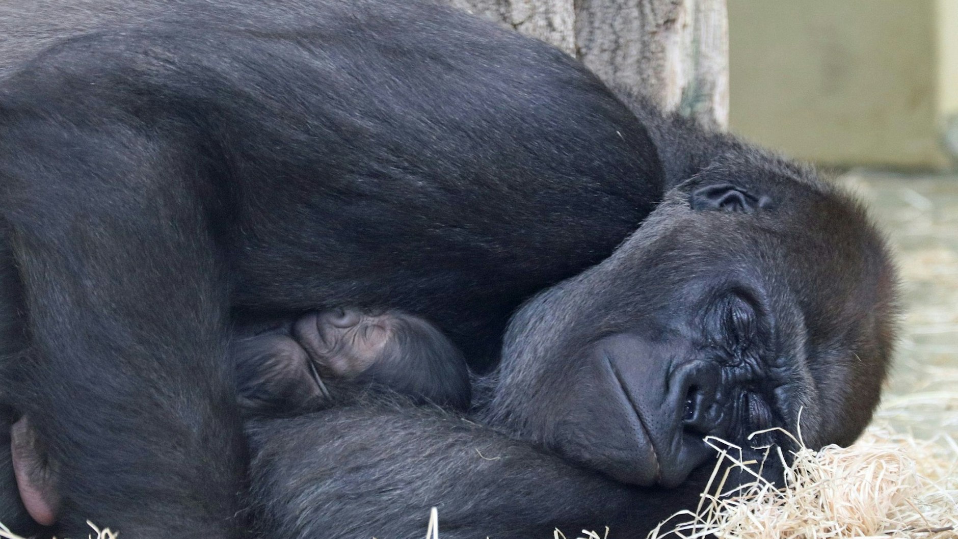 Gorilla-Mutter Bibi hält ihr Jungtier im Arm.&nbsp;