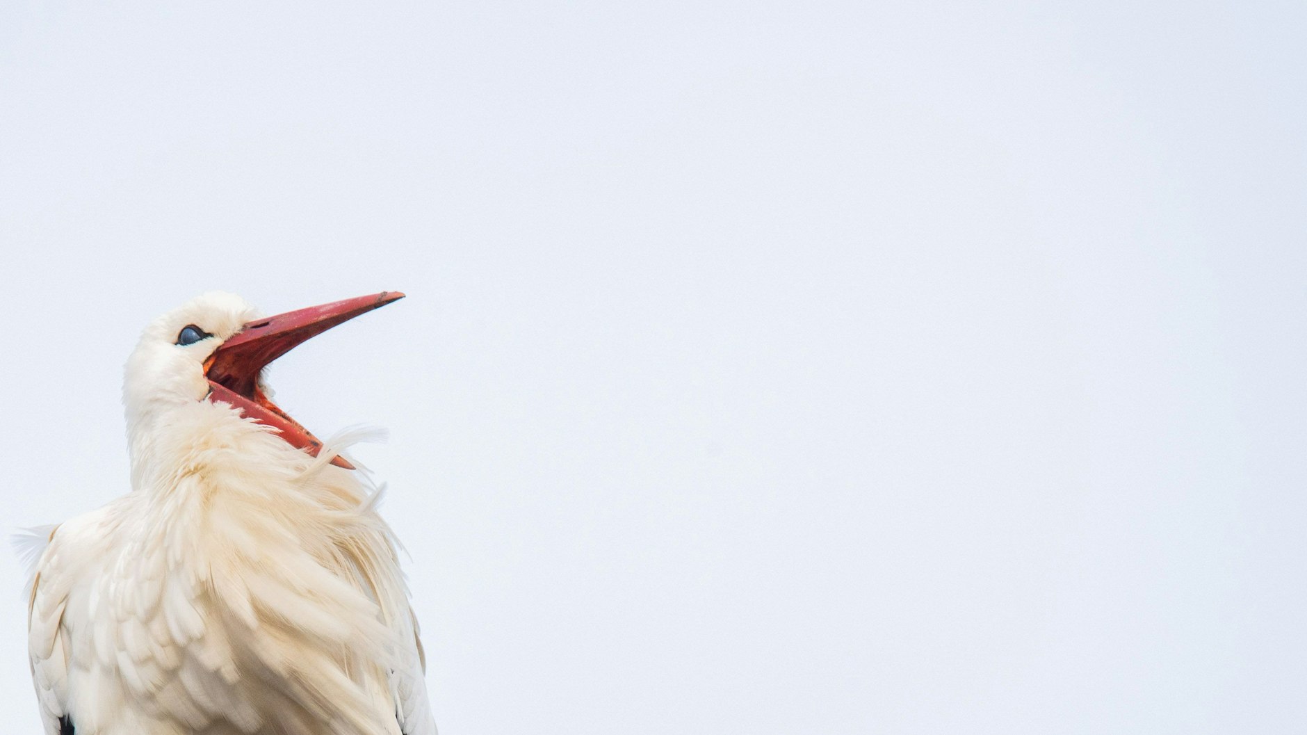 Da freut sich einer auf die PArtnerin: Storch Fridolin im Nabu-Artenschutzentrum im Landkreis Gifhorn.