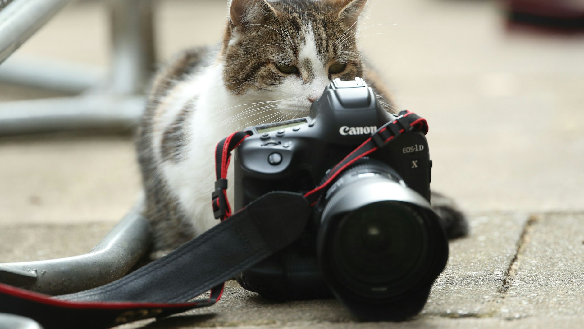 Kater Larry sitzt neben der Kamera eines Fotografen vor 10, Downing Street.&nbsp;