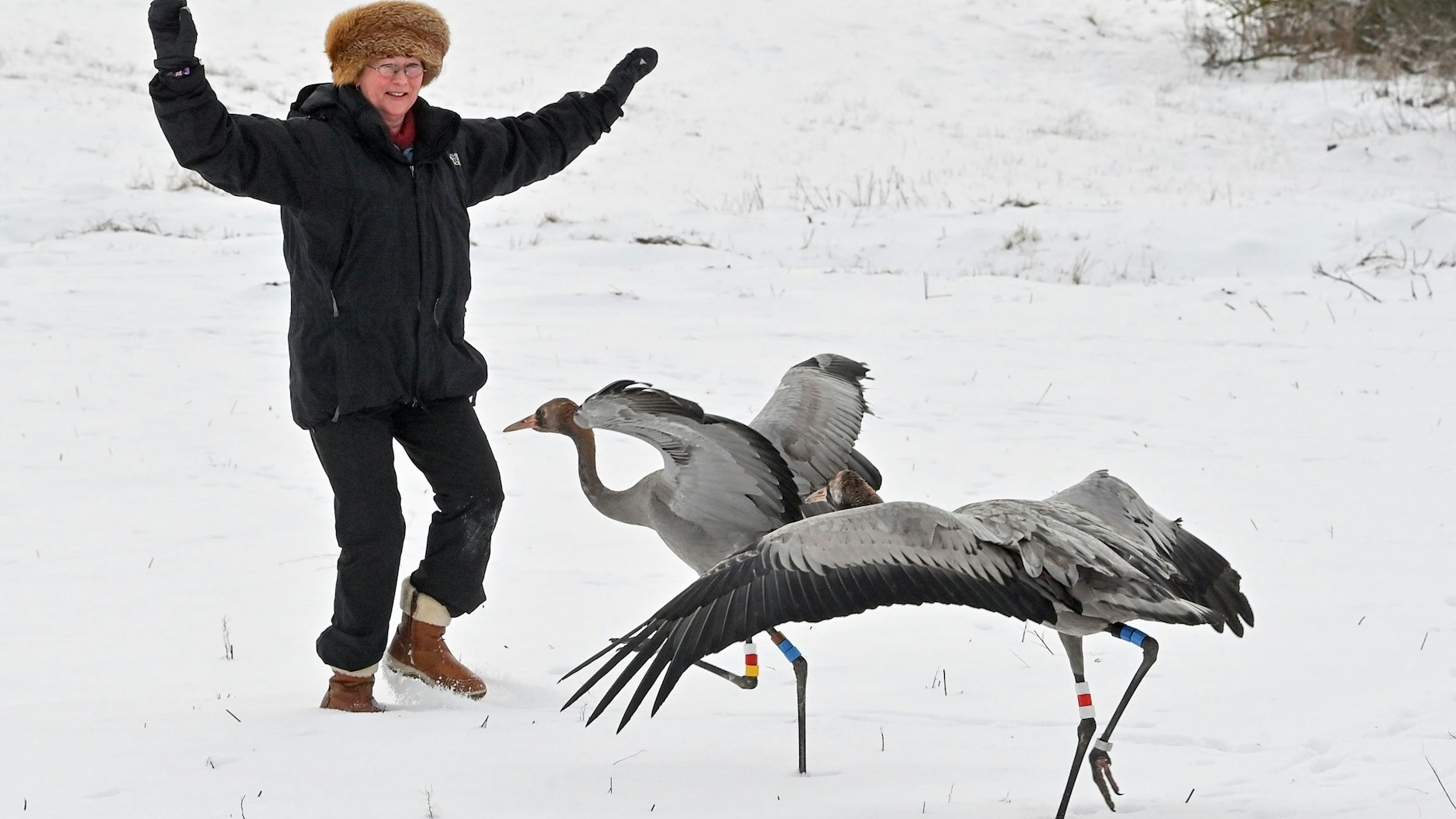 Leicht trillernd und gurrend lockt Ziehmutter Beate Blahy die sieben und acht Monate alten Tiere, die ihr daraufhin flügelschlagend folgen.