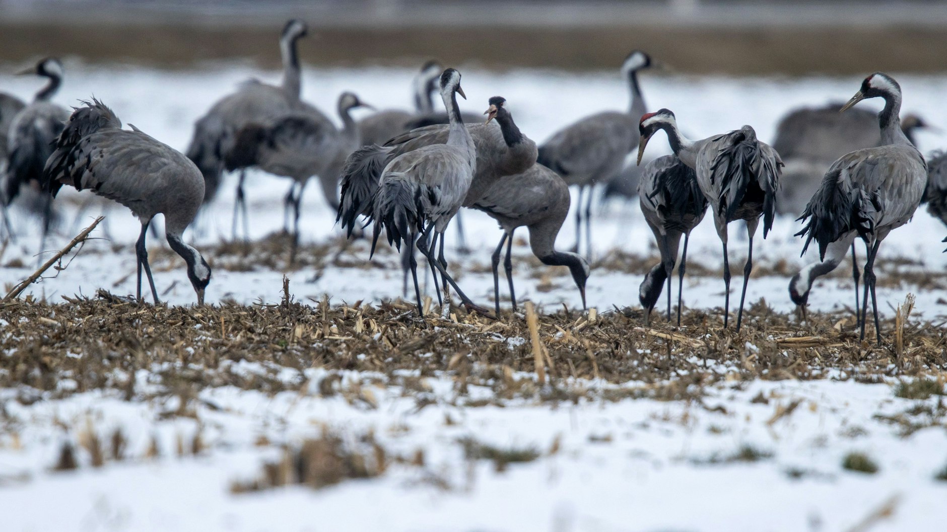 In mehreren Gruppen überwintern etwa 1000 Kraniche in der Nähe der Oder, vor allem im Oderbruch.