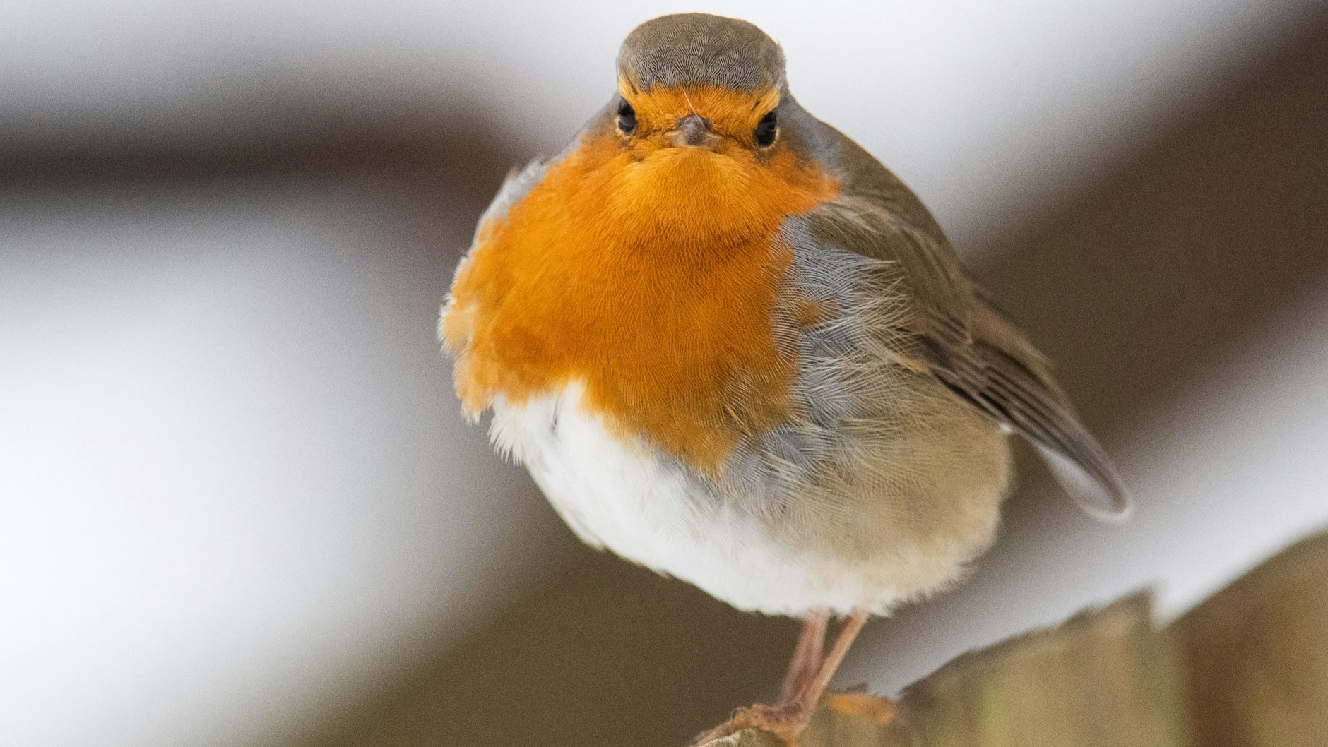 Brust raus, Bauch rein, lächeln: ein Rotkehlchen.