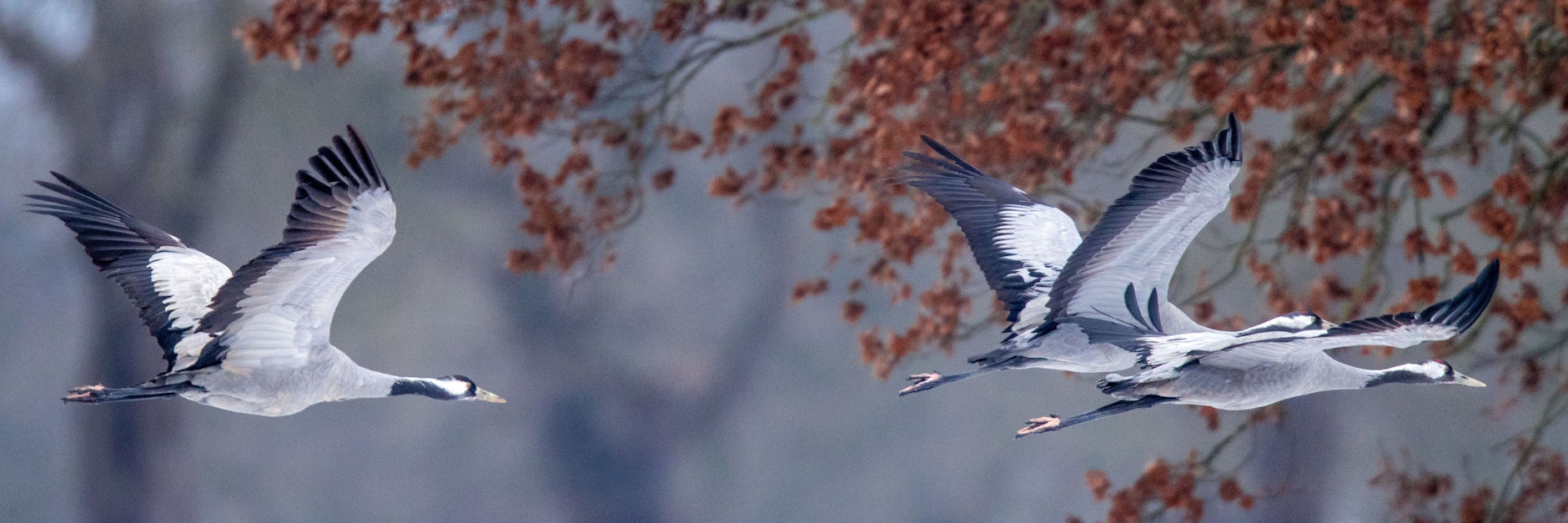 Kraniche fliegen über ein Feld und suchen nach Futter.