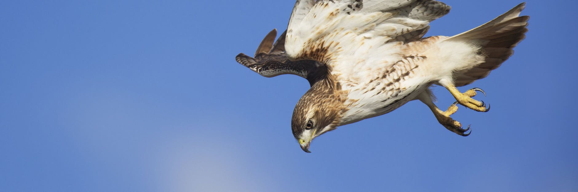 Ein Rotschwanzbussard. Diese Art ist bei uns nicht heimisch.