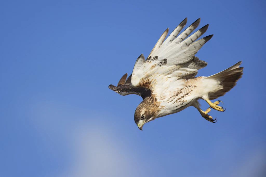 Wie bei Hitchcock: Aggressiver Raubvogel attackiert Passanten und Hunde – Stadt sperrt Park