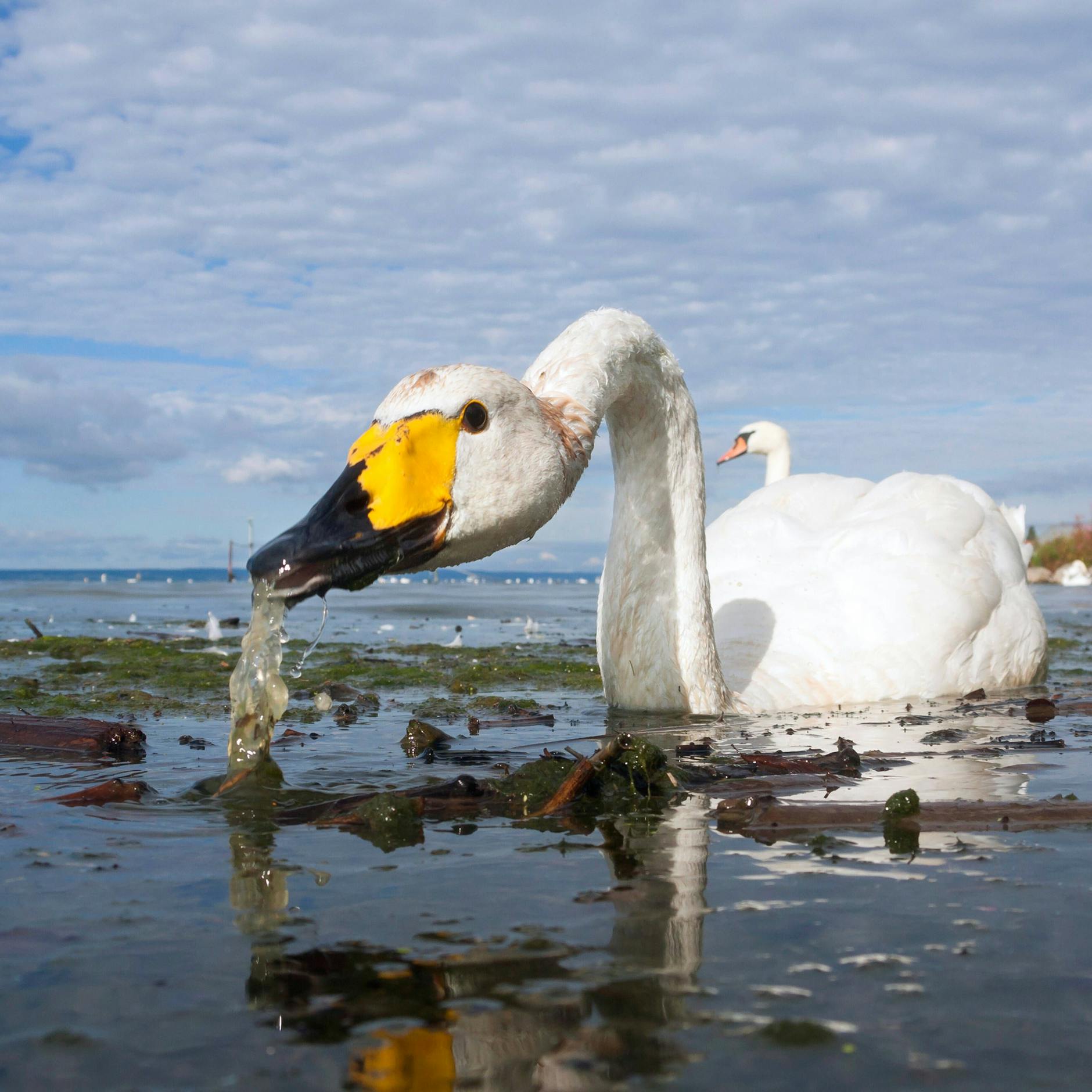 Ein Singschwan ist an seinem gelben Schnabel, seinem geraden Hals und natürlich an seinem Gesang zu erkennen. Höckerschwäne sind im Gegensatz dazu stumm.