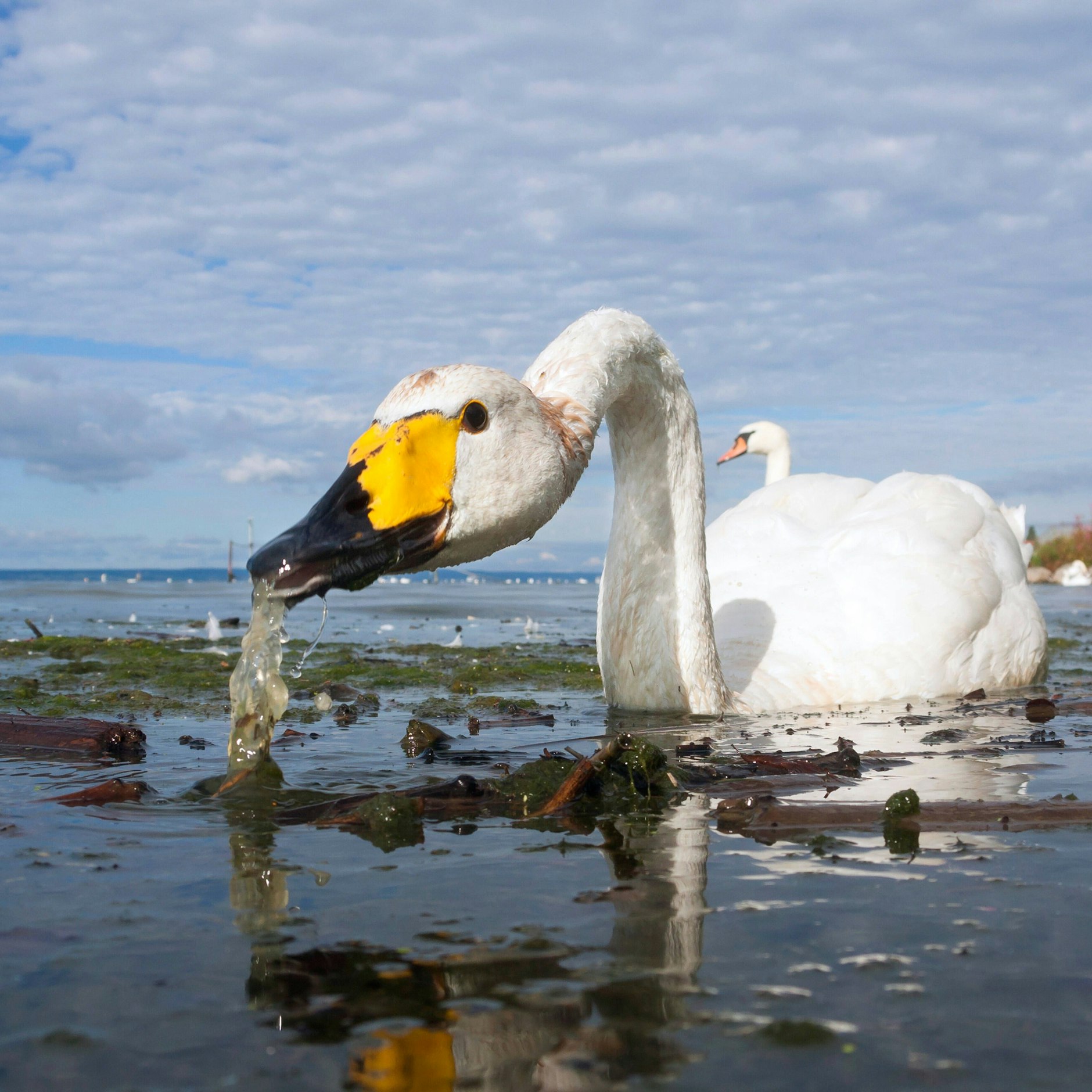 Ein Singschwan ist an seinem gelben Schnabel, seinem geraden Hals und natürlich an seinem Gesang zu erkennen. Höckerschwäne sind im Gegensatz dazu stumm.