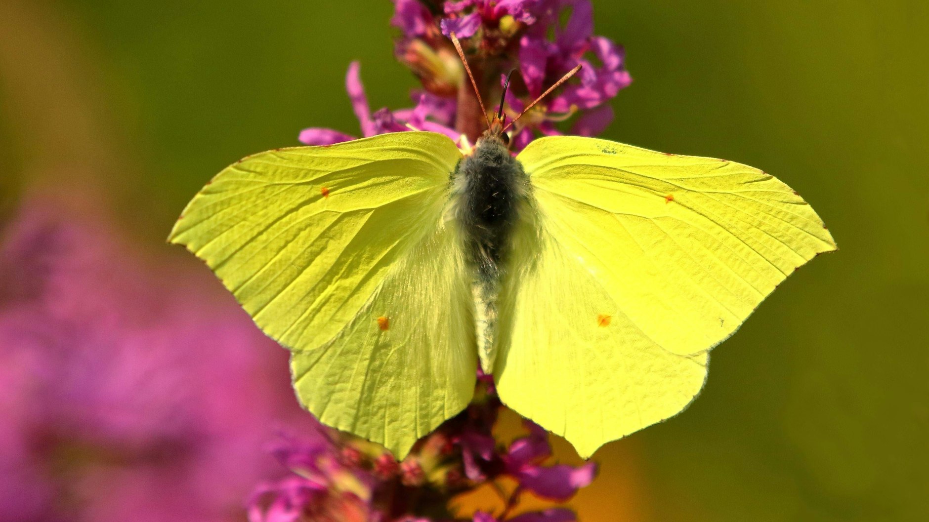Kaum wärmt die Frühlingssonne, ist er unterwegs: der Zitronenfalter.&nbsp;