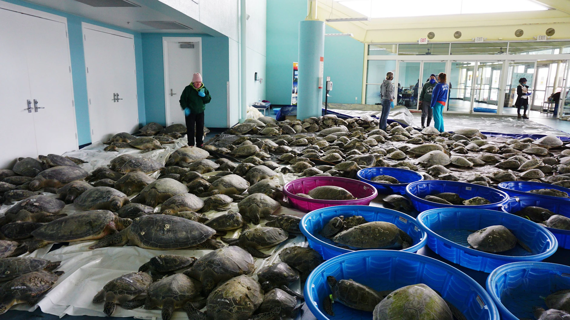 Die Schildkröten wärmen sich in Texas.