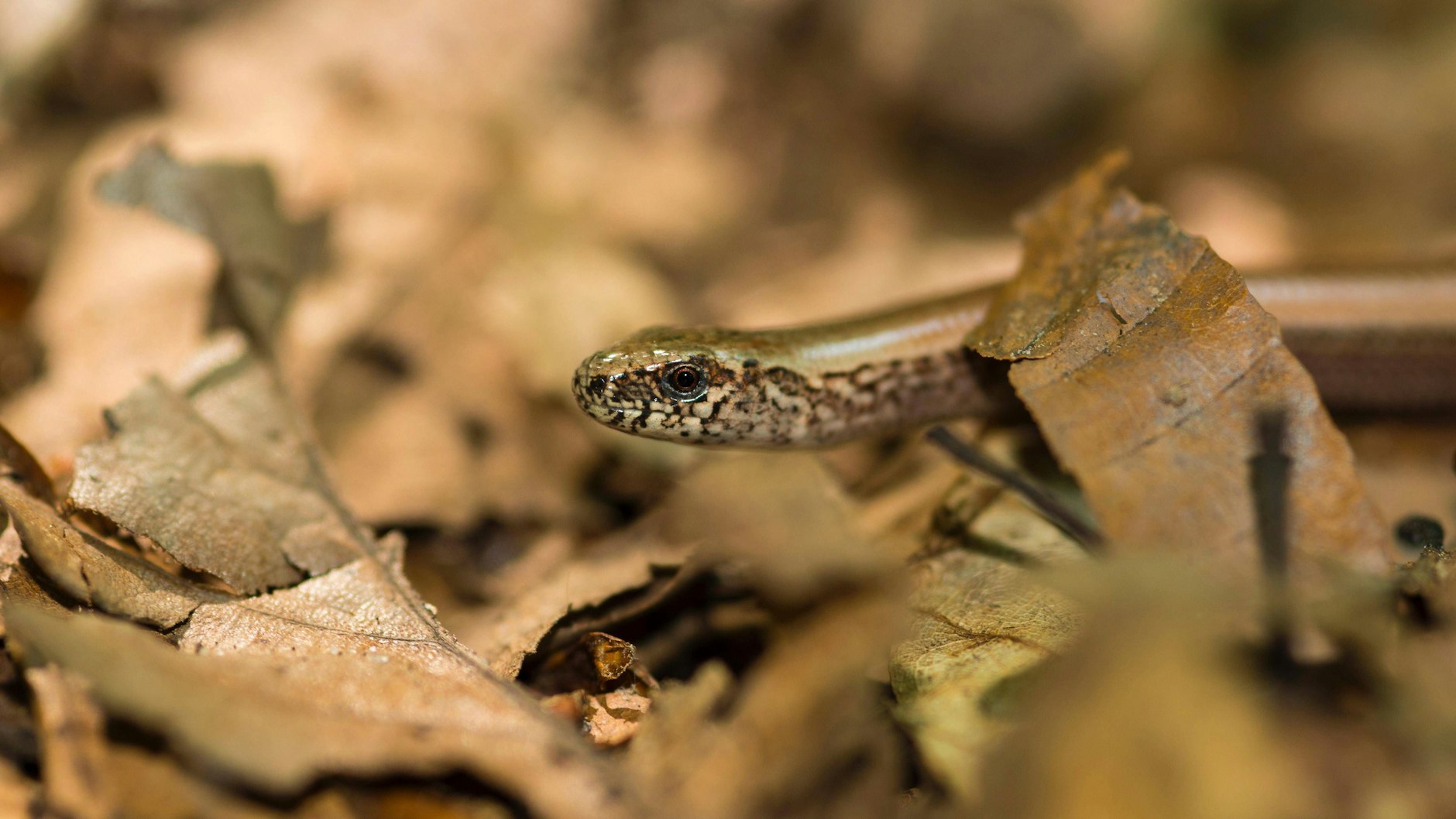 Da freut sich der Salat: Blindschleichen sind Kompostfans und ein wahrer Schneckenschreck.&nbsp;