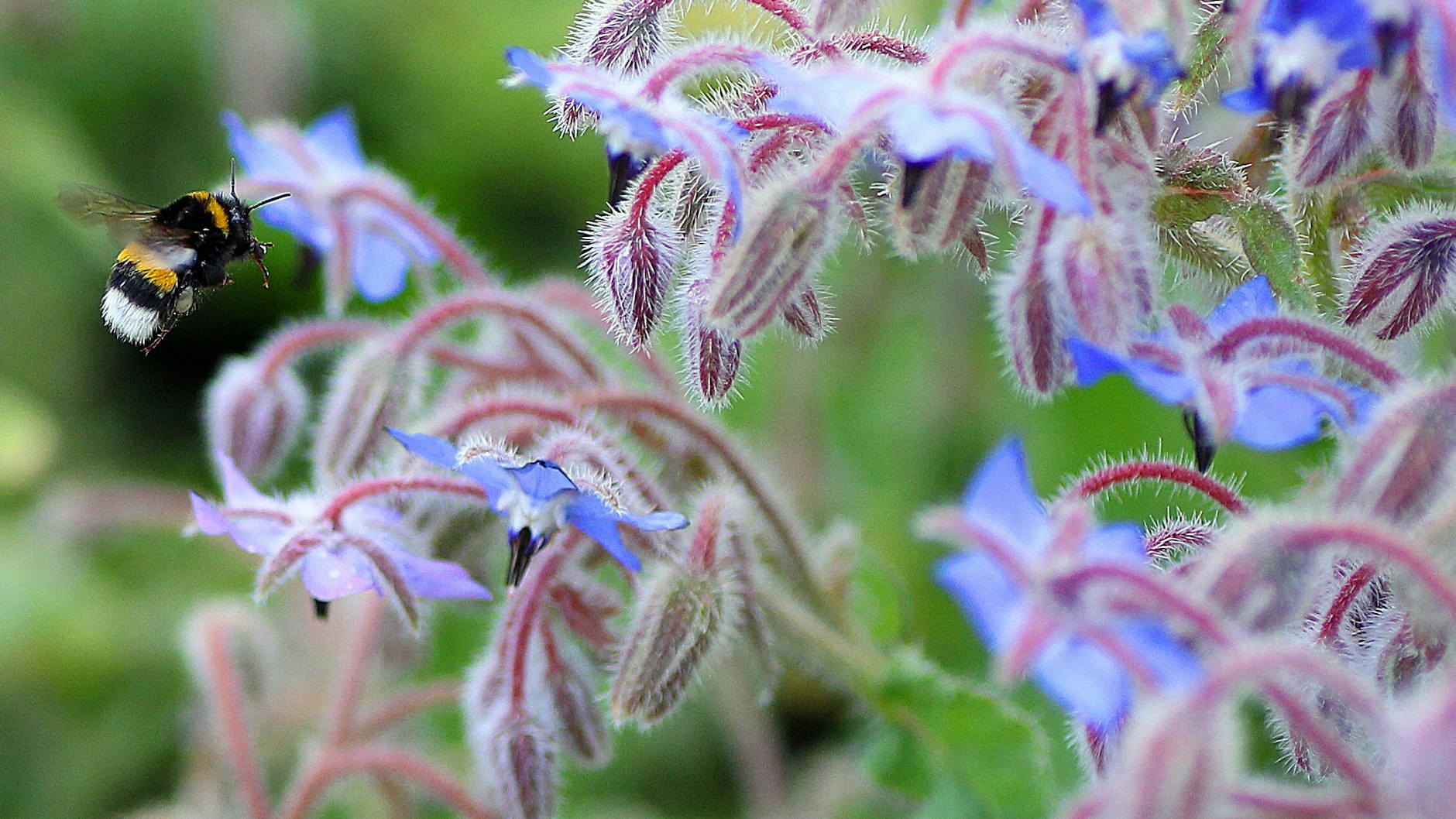 Glückwunsch: Summt und brummt es in Bodennähe, haben Sie alles richtig gemacht.