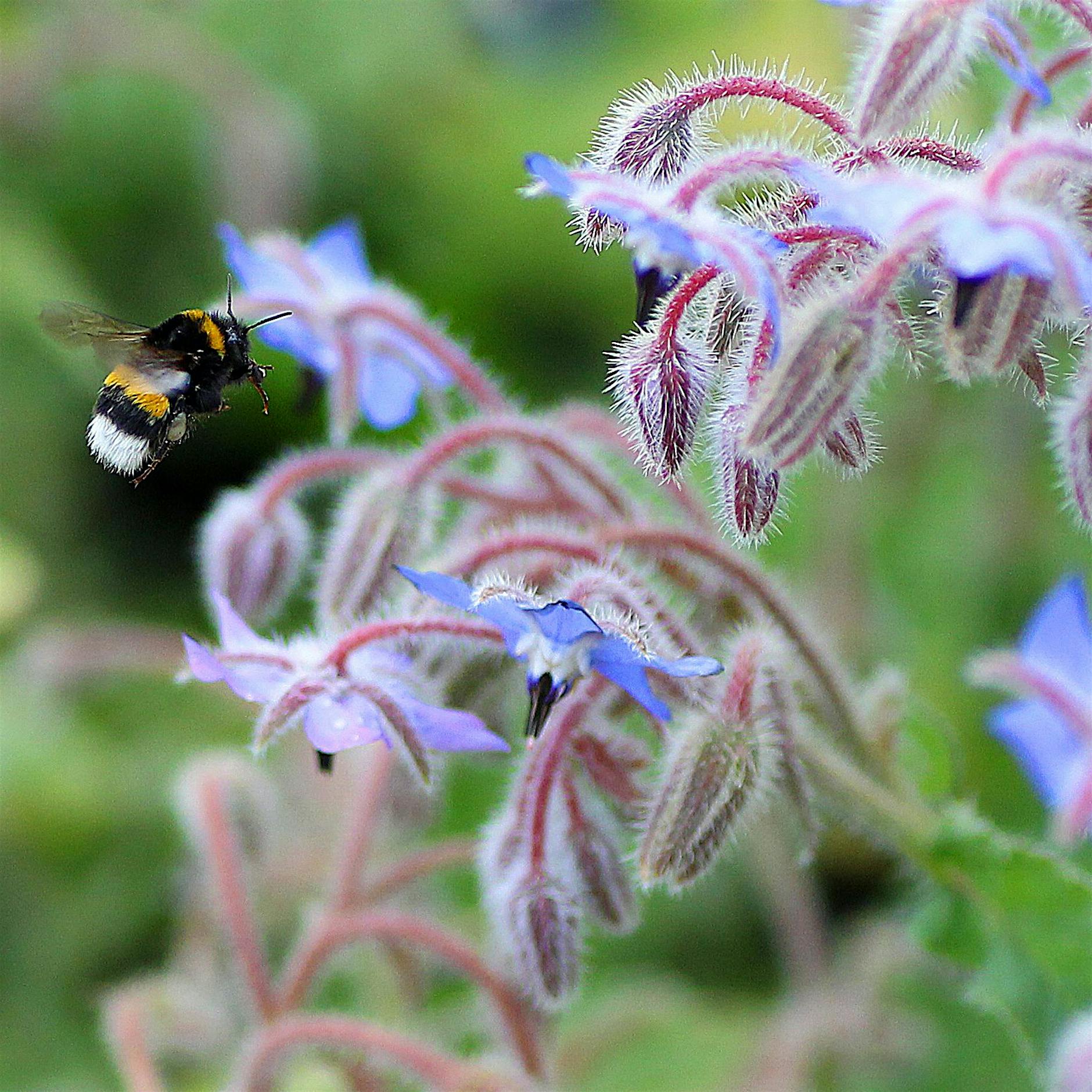 Damit sich Hummeln tummeln: So gelingt der naturnahe Garten