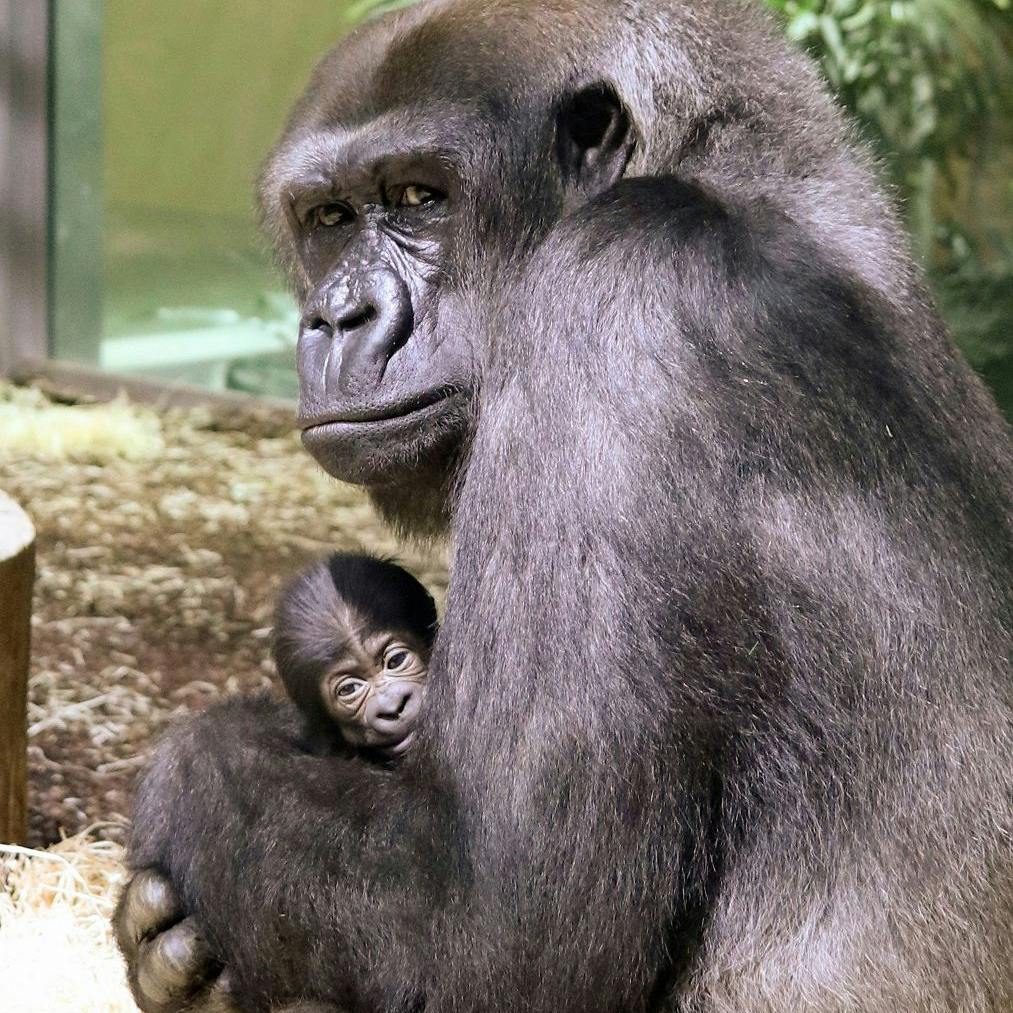 Ein winziges Gorilla-Kind in den starken Armen seiner Mutter. 