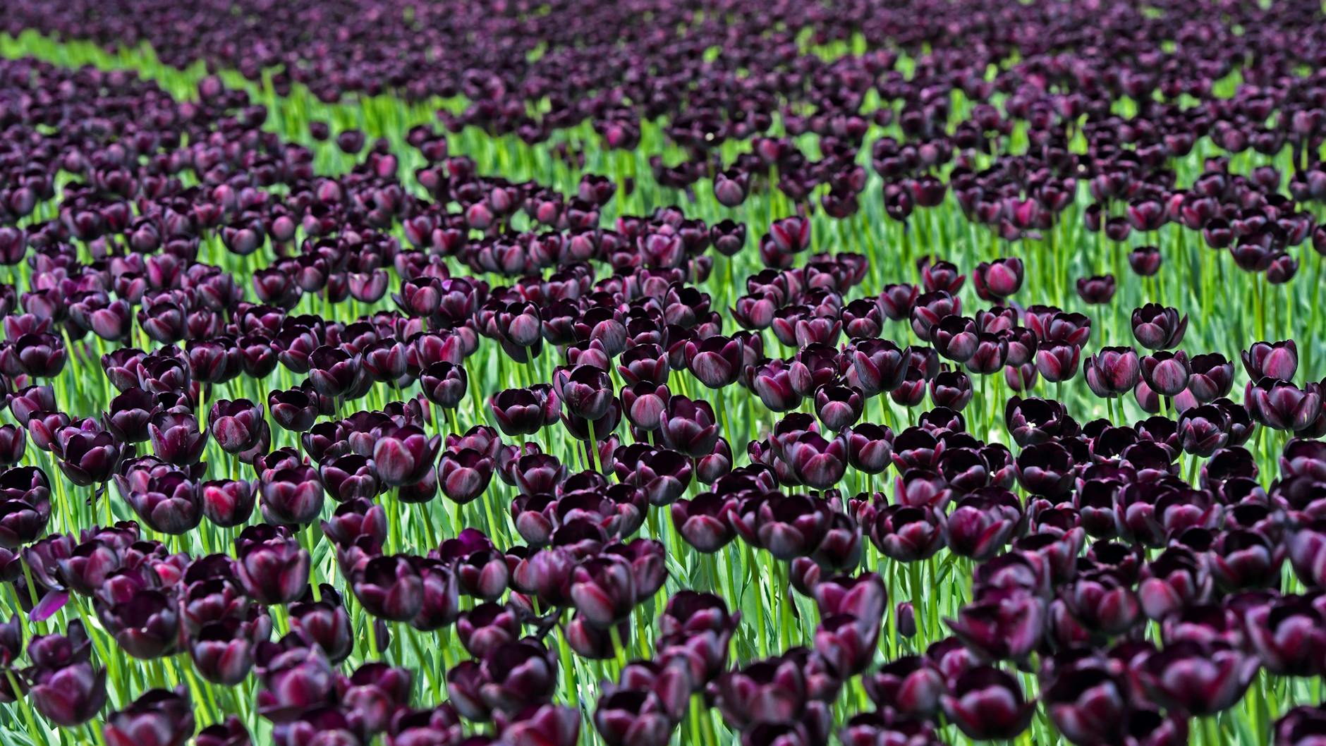 Eine der berühmtesten Spekulationsblasen der Geschichte: die Tulpenmanie im 17. Jahrhundert.