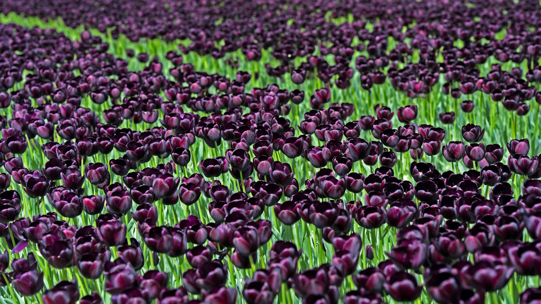 Eine der berühmtesten Spekulationsblasen der Geschichte: die Tulpenmanie im 17. Jahrhundert.