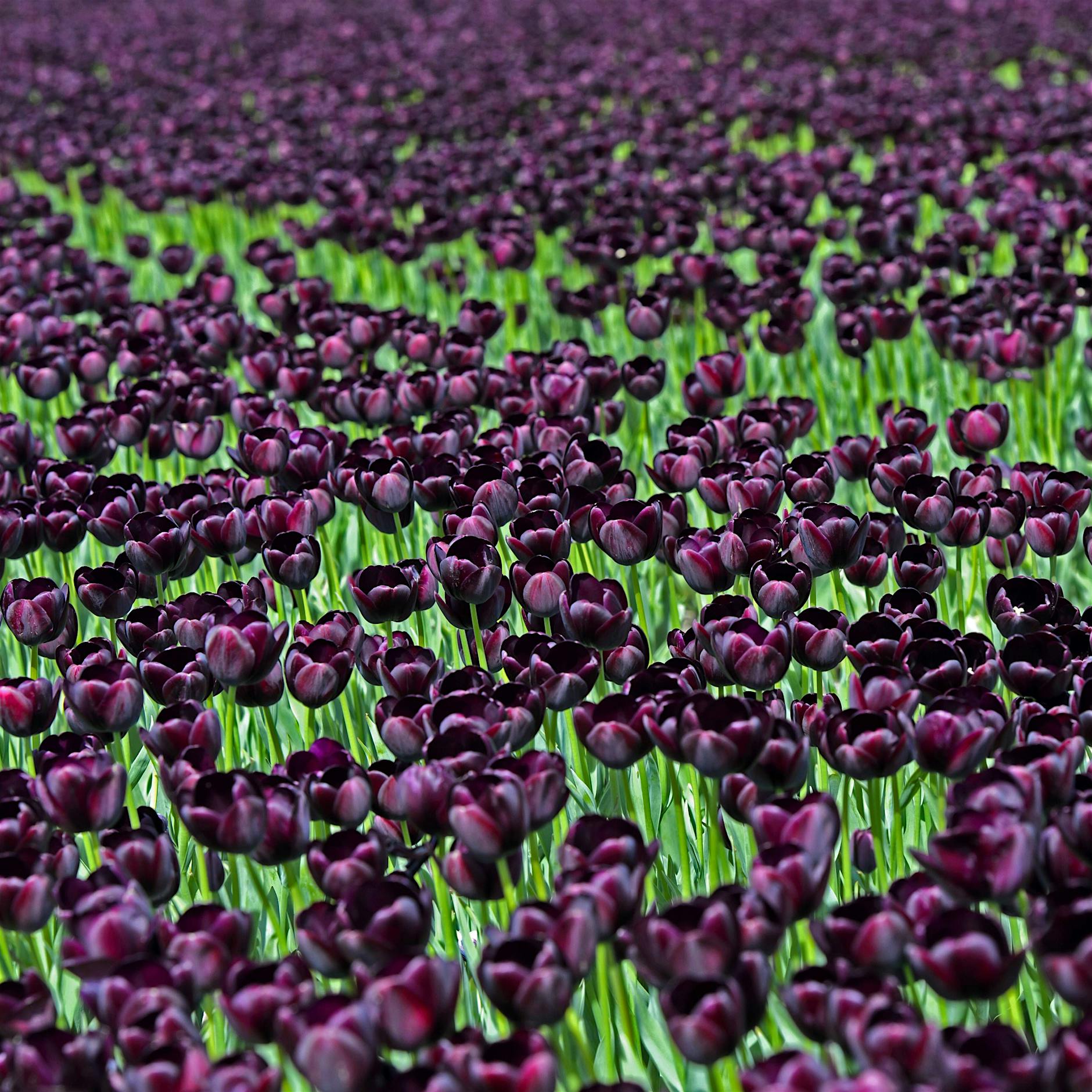 Eine kleine Kollapsologie