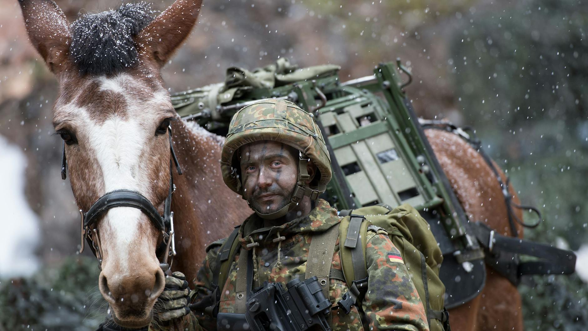 Besonders widerstandsfähig, trittsicher und genügsam: Die Maultiere der Hochstaufen-Kaserne sind jederzeit einsatzbereit. 