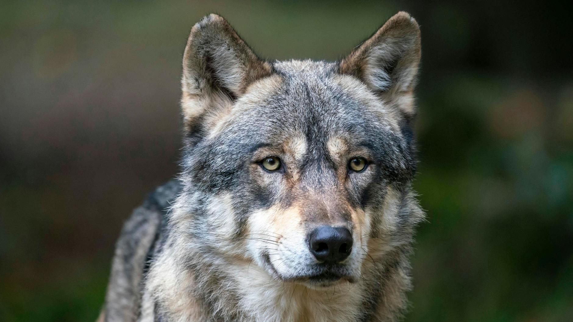 In Brandenburg leben bundesweit die meisten Wölfe (Symbolbild).