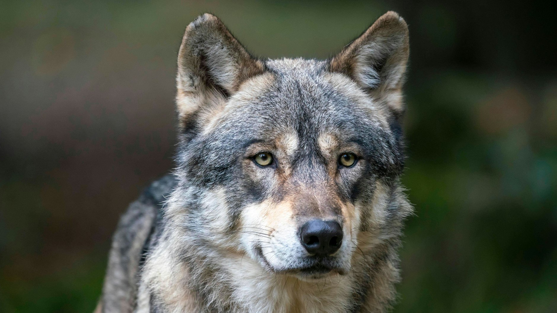 In Brandenburg leben bundesweit die meisten Wölfe (Symbolbild).