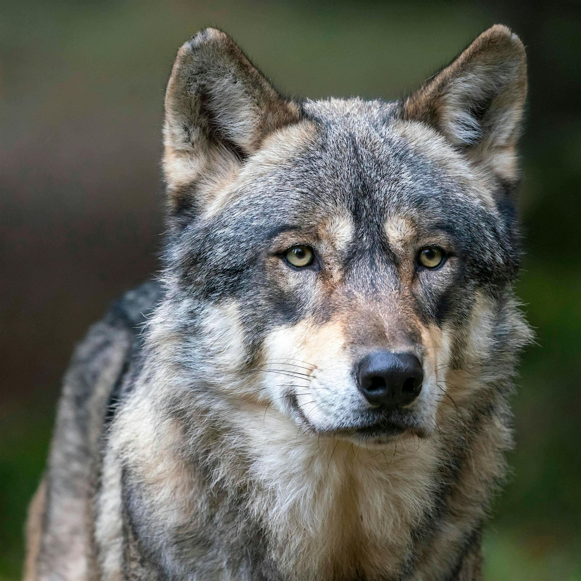 Brandenburg: Polizei geleitet Wolf über Autobahn