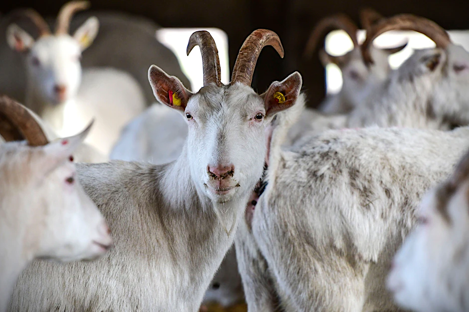 Dank nachhaltiger, ökologisch wertvoller Landwirtschaft und kluger Vermarktung kommt das Öködorf Brodowin gut durch die Coronakrise&nbsp;<br>