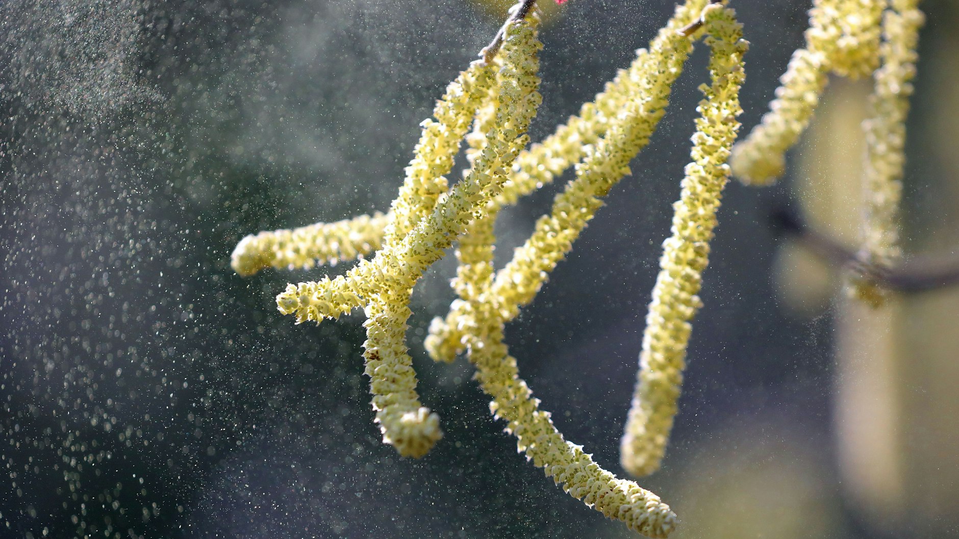 Pollenallergiker müssen sich in den kommenden Tagen auf eine erhöhte Belastung durch Erlen- und Haselpollen einstellen.