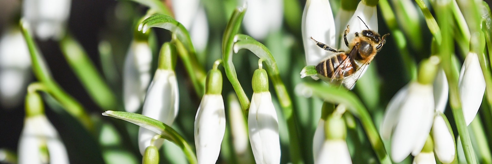Eine Biene sitzt auf einer der Blüte eines Schneeglöckchens.