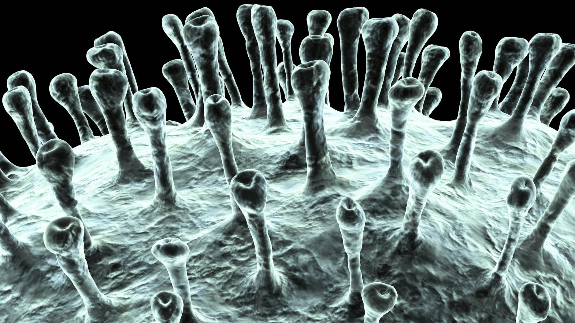 Die von Stacheln, den Spikeproteinen, besetzte Oberfläche von Coronaviren in einer Computer-Illustration. 