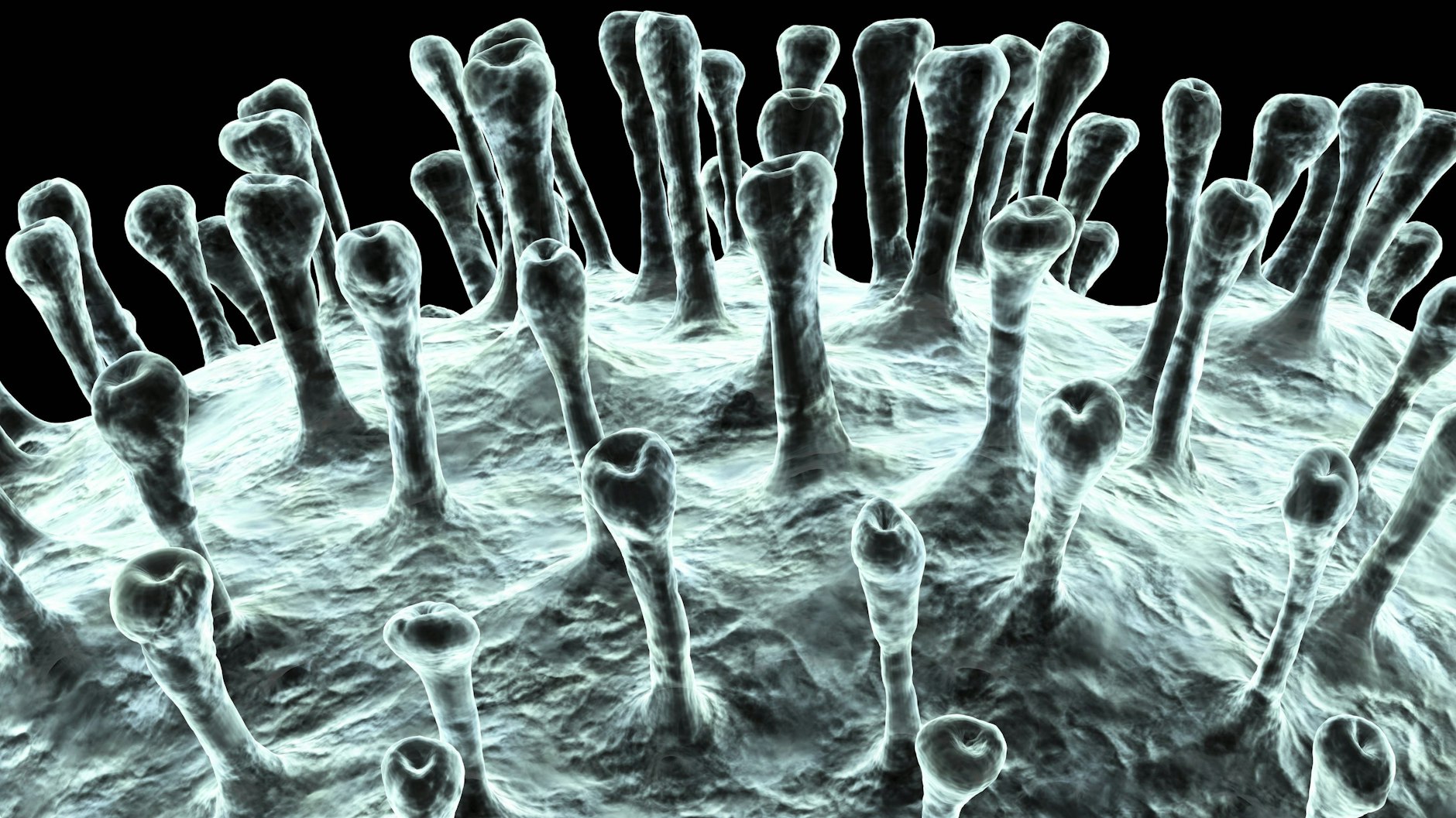 Die von Stacheln, den Spikeproteinen, besetzte Oberfläche von Coronaviren in einer Computer-Illustration.&nbsp;