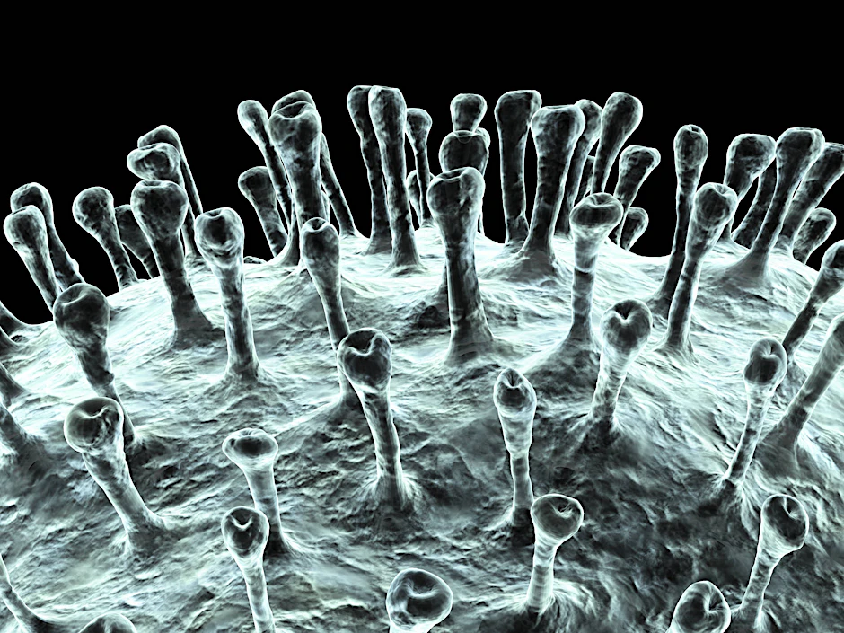 Die von Stacheln, den Spikeproteinen, besetzte Oberfläche von Coronaviren in einer Computer-Illustration.&nbsp;
