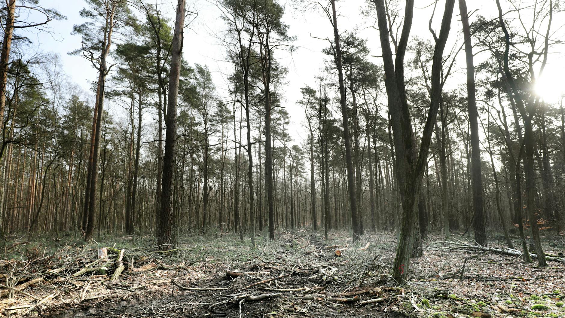 Am Müggelsee in Köpenick: Selbst Laien sehen, dass die Kronen der Kiefern früher viel dichter waren.