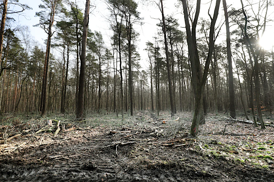 Am Müggelsee in Köpenick: Selbst Laien sehen, dass die Kronen der Kiefern früher viel dichter waren.