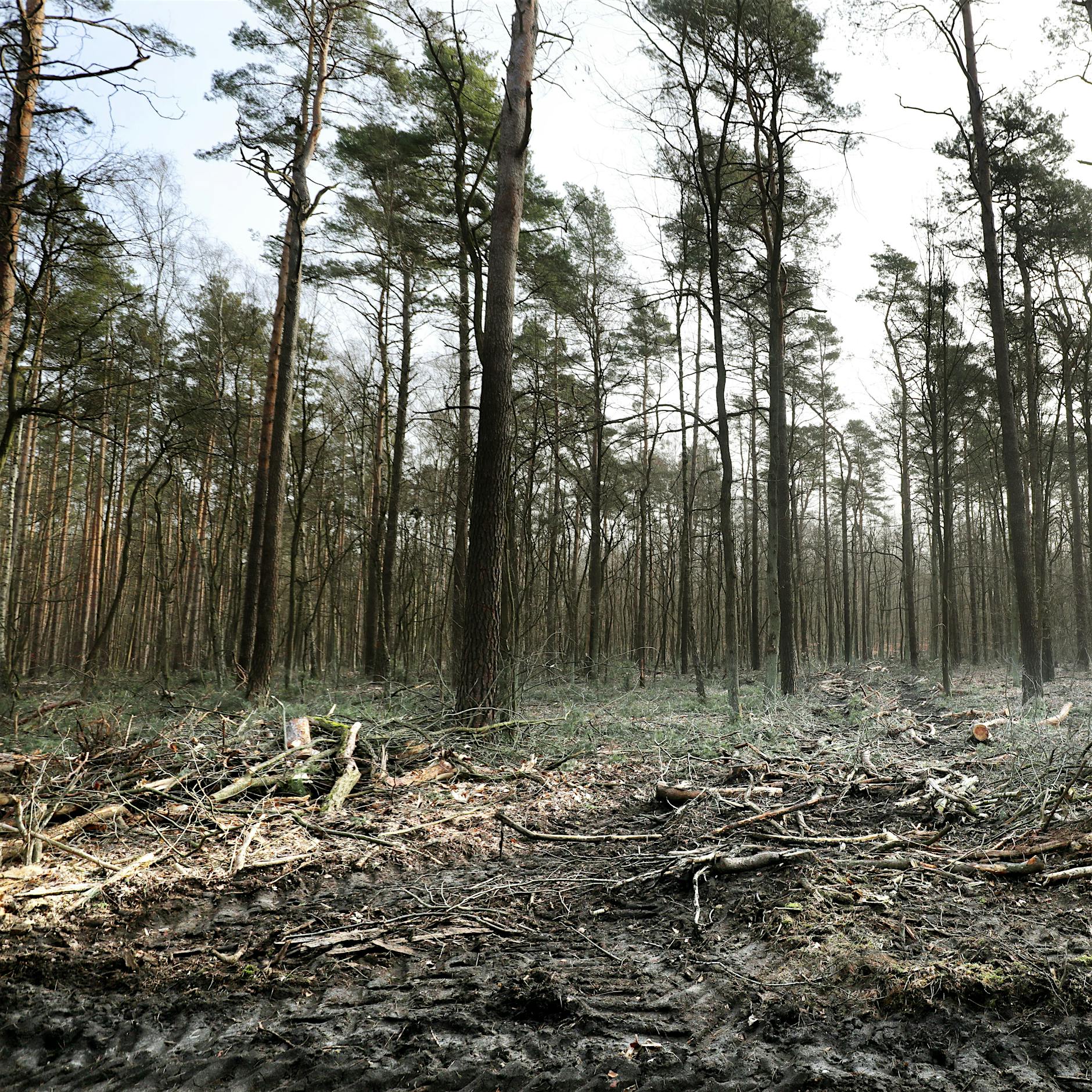 Ist der deutsche Wald noch zu retten?