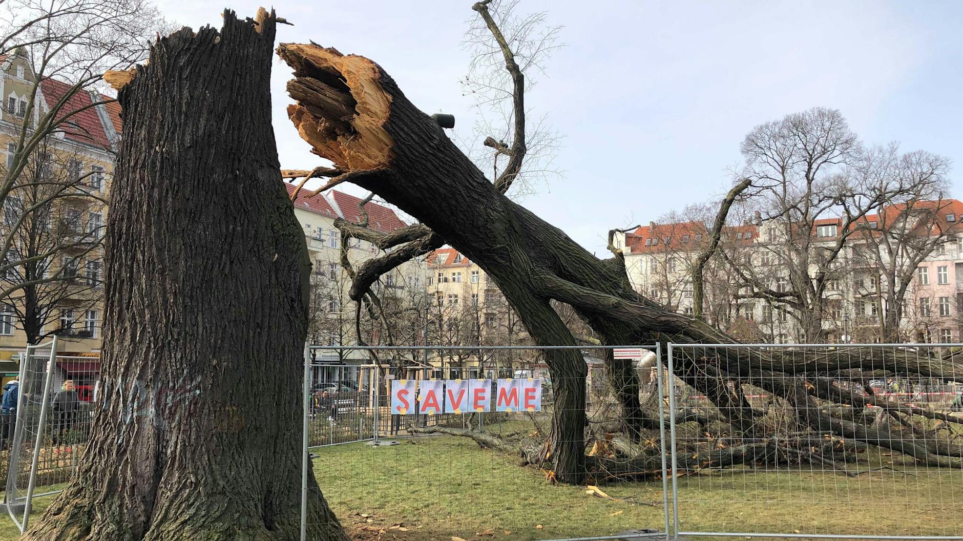 Umgestürzte Linde am Boxhagener Platz in Berlin-Friedrichshain. Die große Linde auf der Spielwiese, die seit langem unter Fäule und Pilzen litt, brach am Montagnachmittag in etwa fünf Meter Höhe ab.