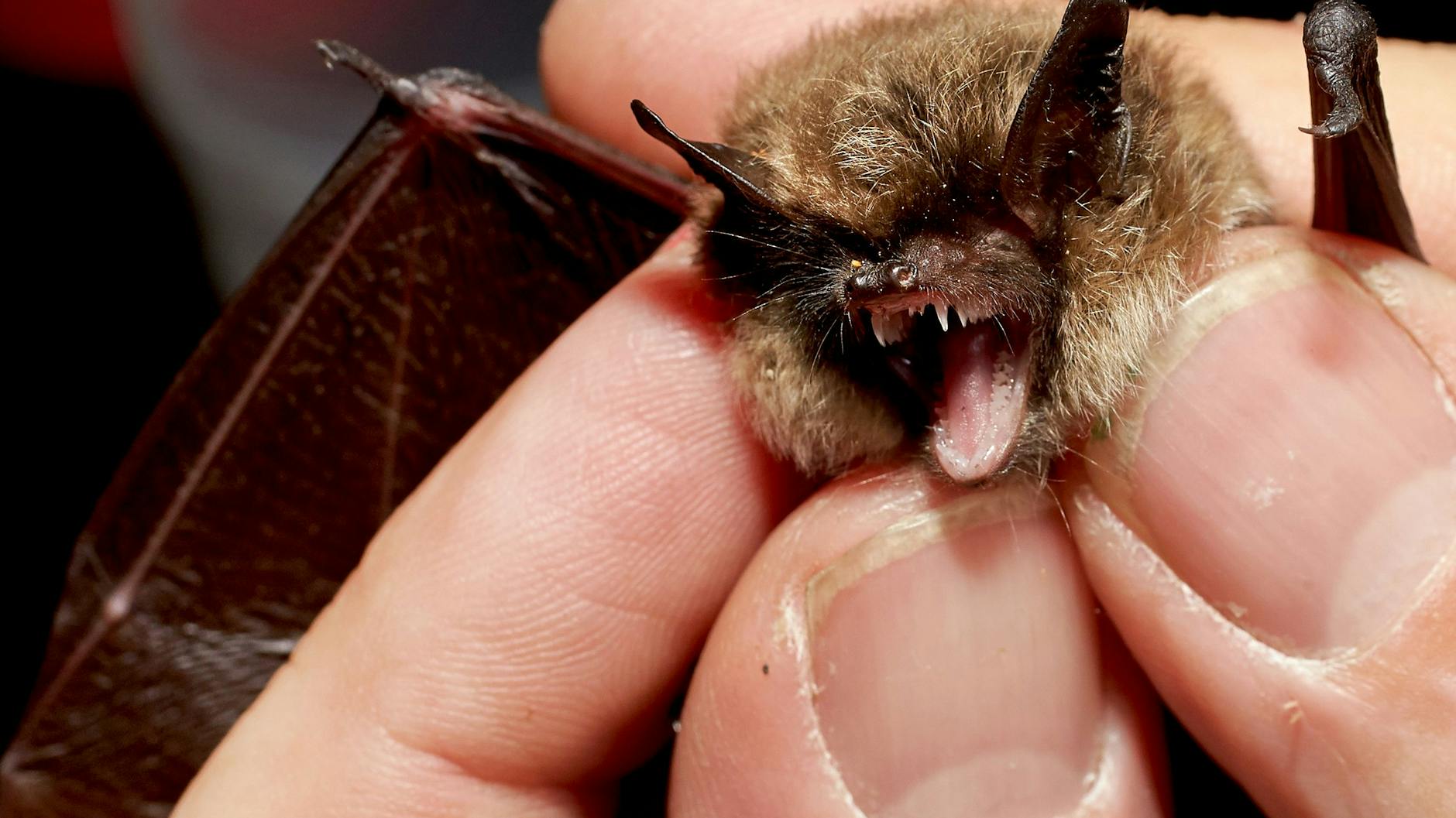 Fledermäuse können Überträger von Tollwut sein. Sie haben sehr feine Zähne, weshalb Bisse auch unbemerkt bleiben können.