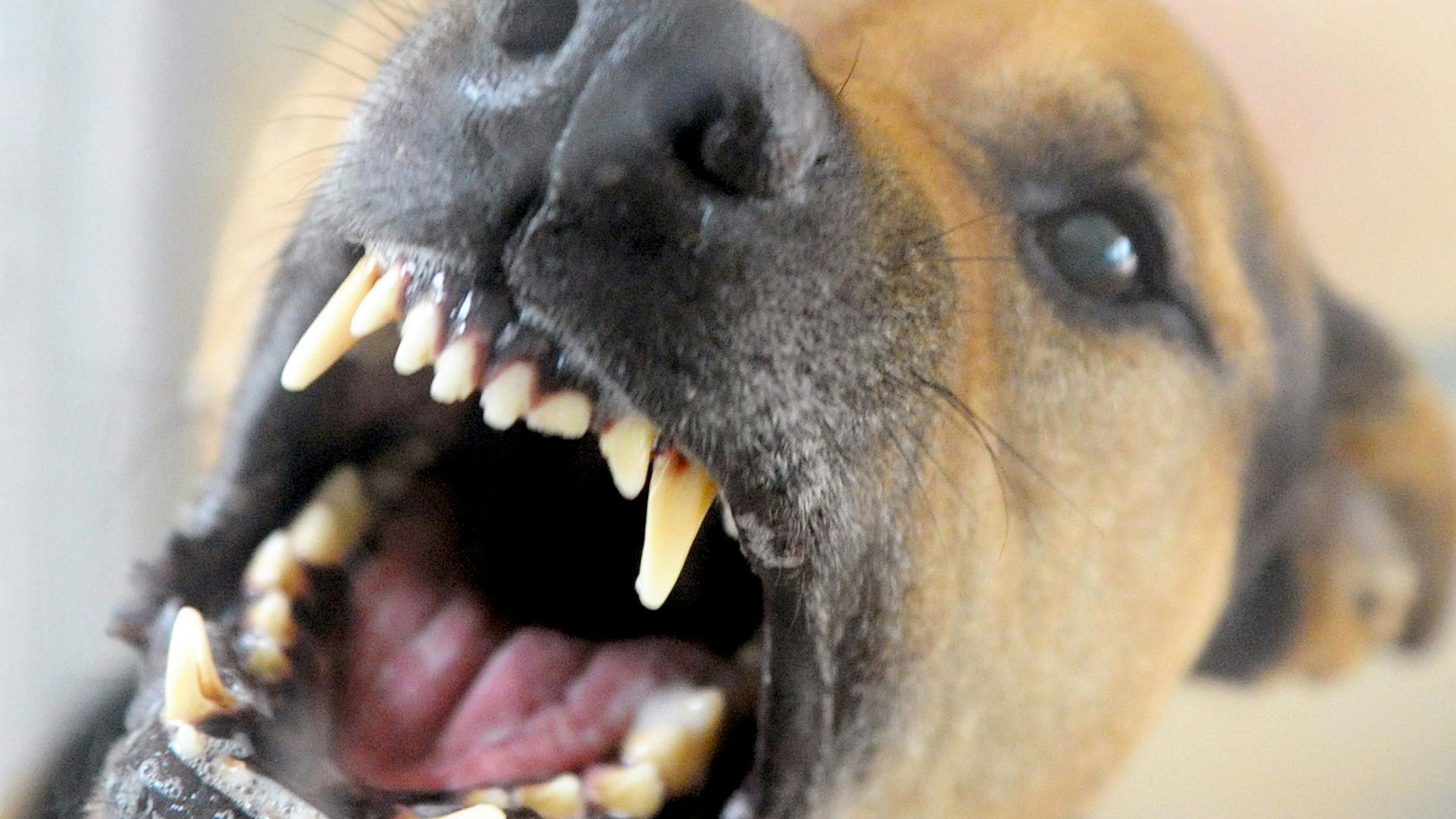 Bei Hunden gilt die Tollwut hierzulande als eliminiert, nur bei zum Teil illegal importierten und daher häufig nicht geimpften Hunden aus Tollwutgebieten besteht eine geringe Gefahr.