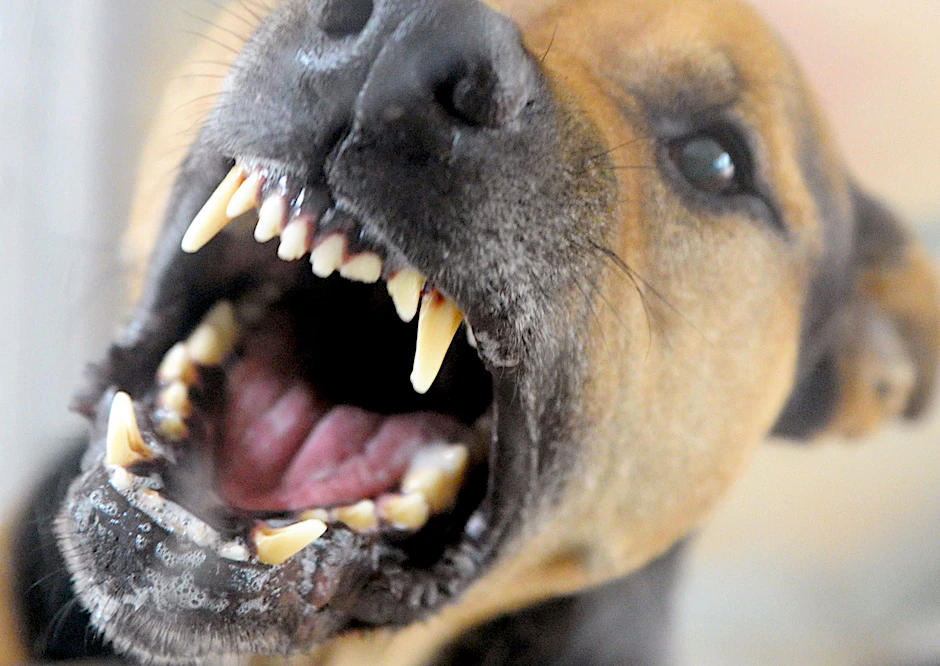 Bei Hunden gilt die Tollwut hierzulande als eliminiert, nur bei zum Teil illegal importierten und daher häufig nicht geimpften Hunden aus Tollwutgebieten besteht eine geringe Gefahr.