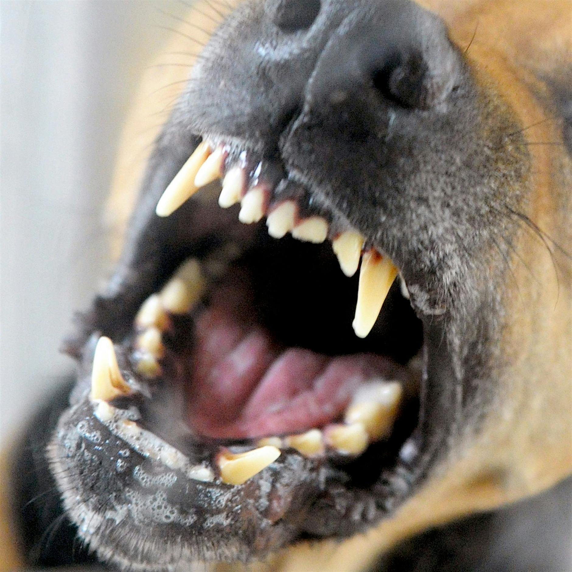 Tollwut in Deutschland: Wann sicherheitshalber geimpft wird