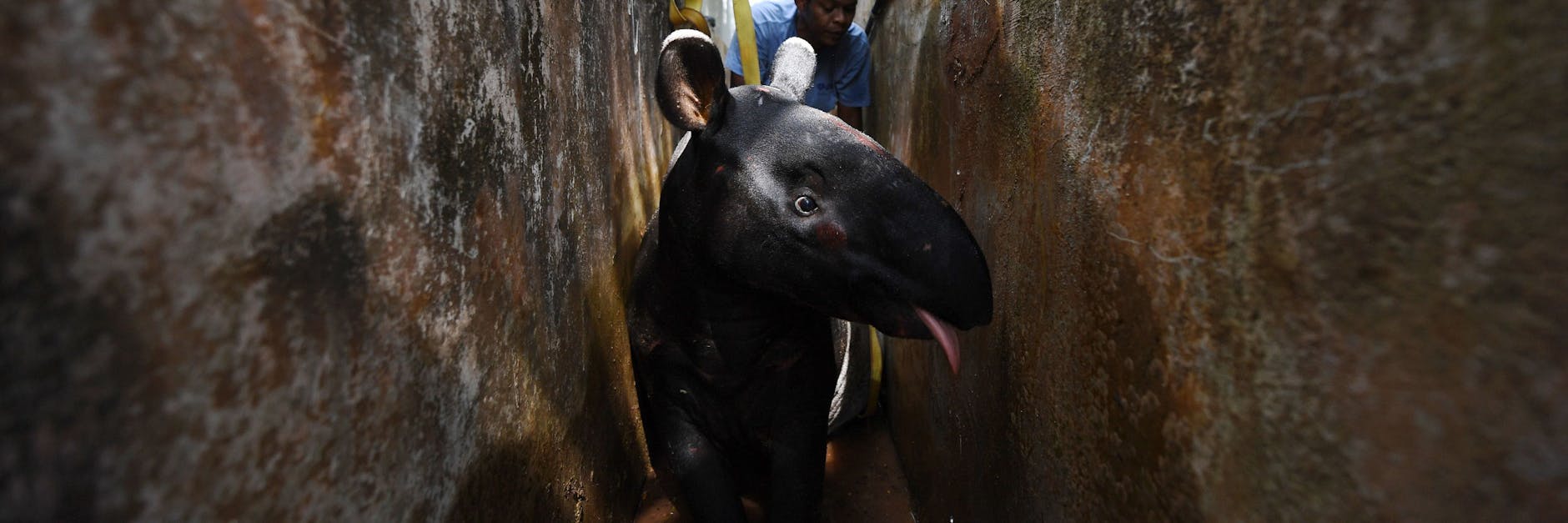 Helfer versuchen, einen ausgewachsenen männlichen Tapir aus einem Abfluss zu befreien.