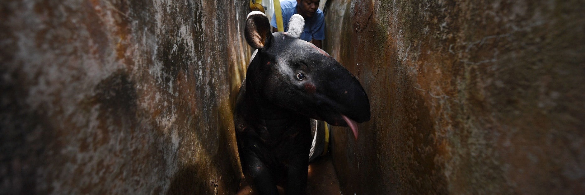Helfer versuchen, einen ausgewachsenen männlichen Tapir aus einem Abfluss zu befreien.