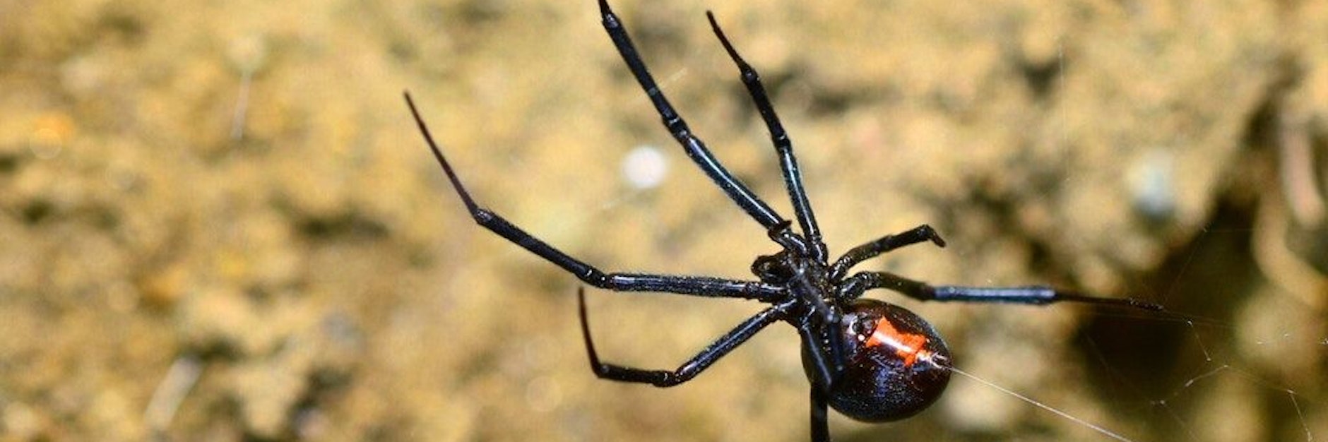 Eine „Schwarze Witwe“ kann auch dem Menschen gefährlich werden (Symbolbild).