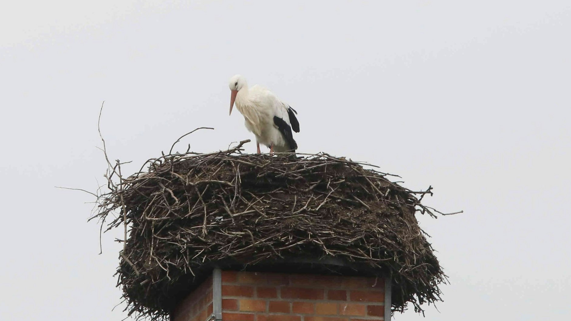 Der erste Storch in Brandenburg ist da, tauchte in Fahrland plötzlich bei den Dreharbeiten auf. 