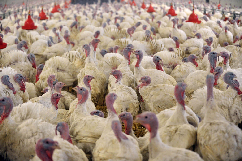 Brandenburg: Vogelgrippe fordert über 100.000 Tierleben