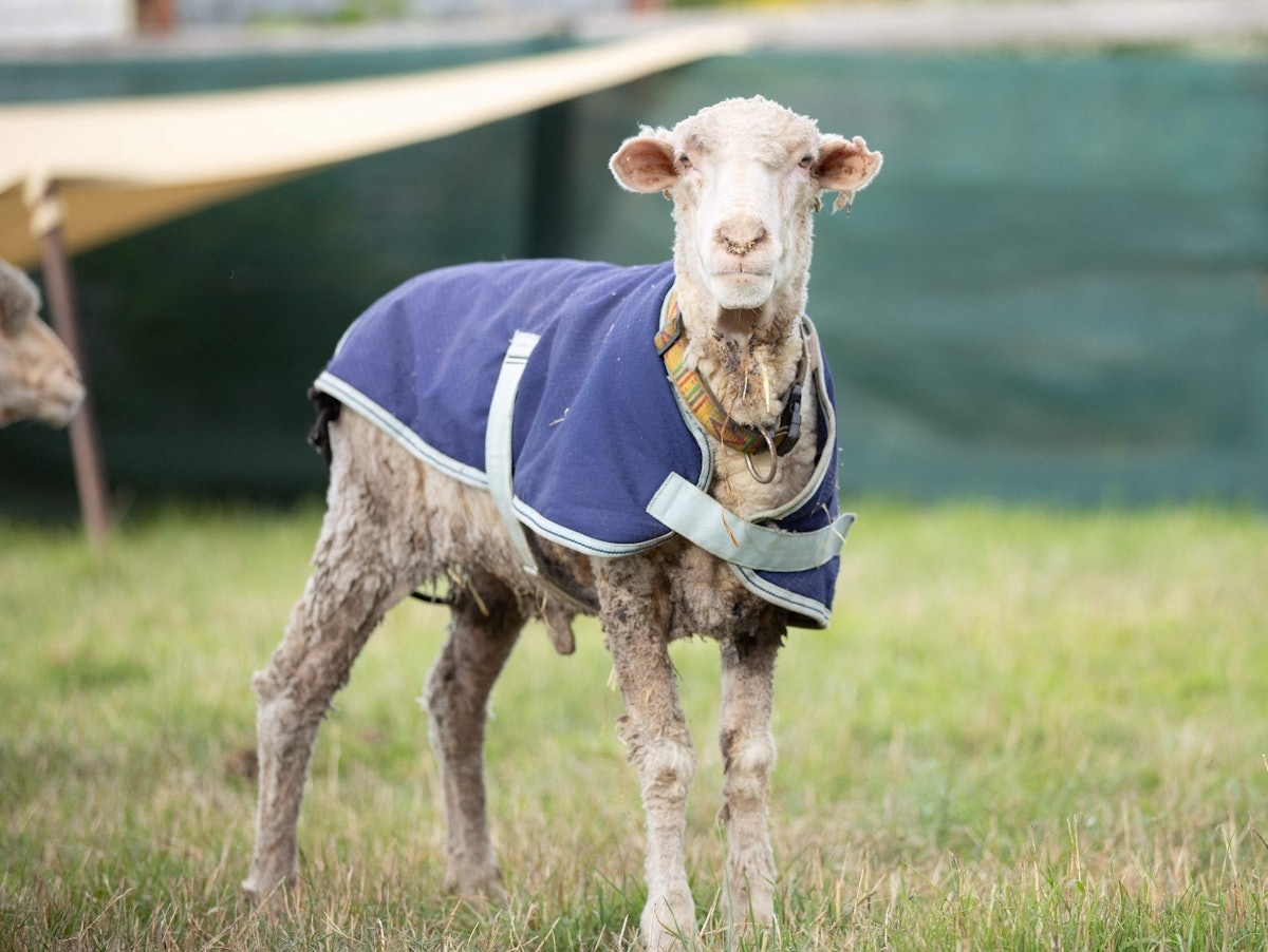 Das wilde Schaf Baarack wurde im australischen Busch gefunden. Die 35 Kilo Wolle, die es mit sich herumtrug, sind inzwischen wegrasiert.