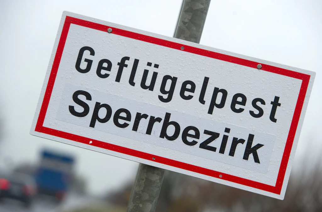 Dritter Fall von Vogelgrippe in Mastbetrieb in Brandenburg
