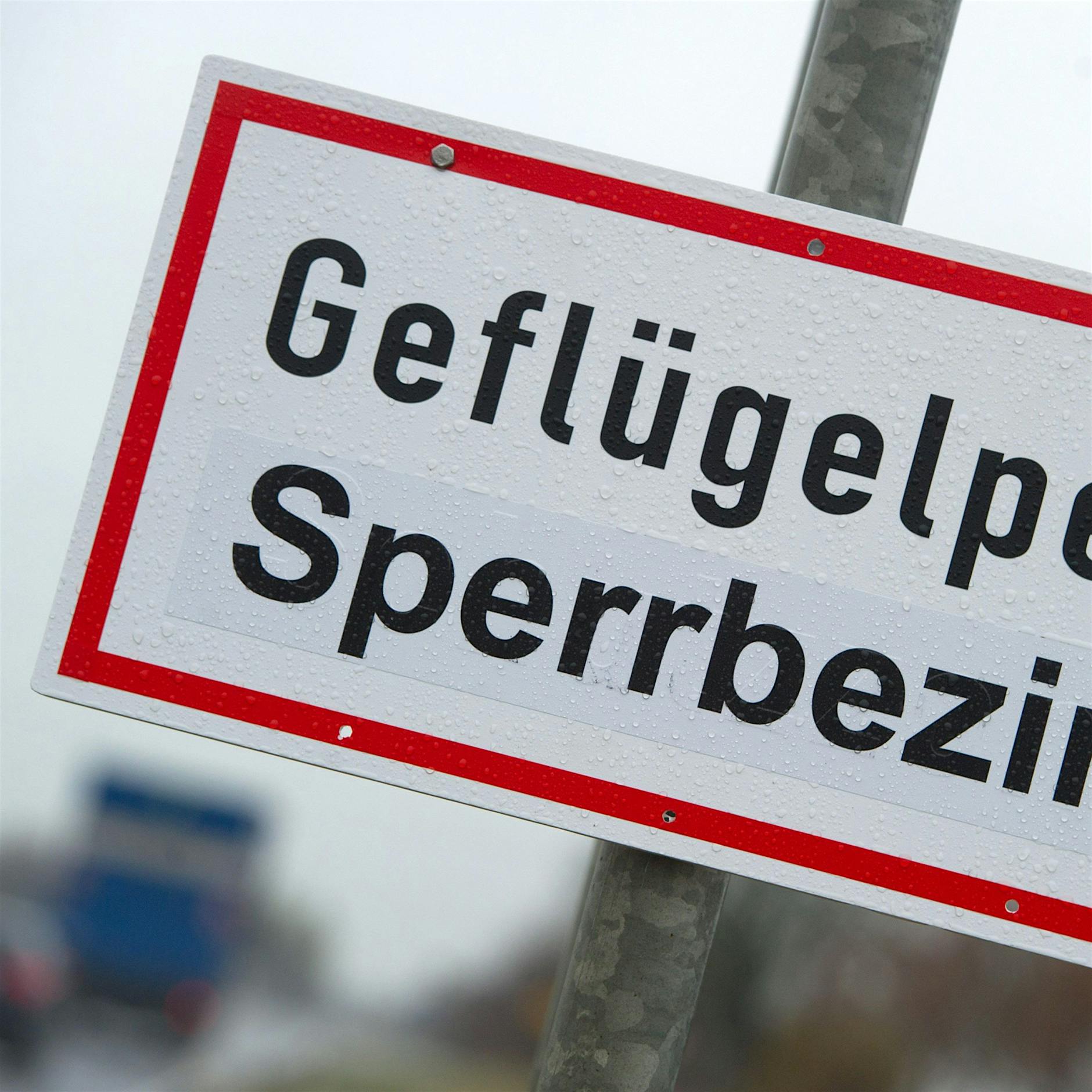 Dritter Fall von Vogelgrippe in Mastbetrieb in Brandenburg