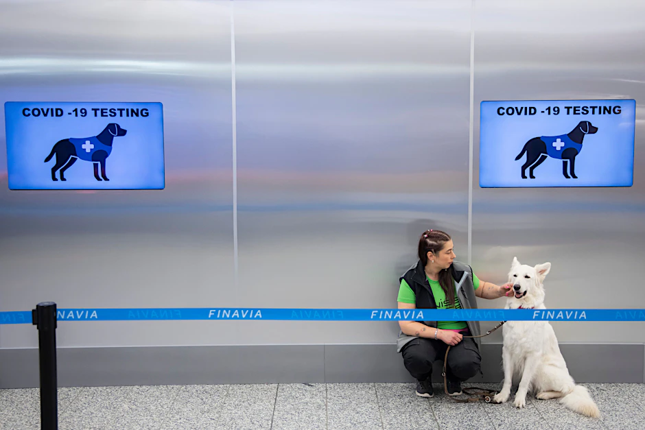 Am Flughafen Helsinki-Vantaa sind Spürhunde im Einsatz, die Corona erschnüffeln und womöglich bald PCR-Tests ersetzen könnten.