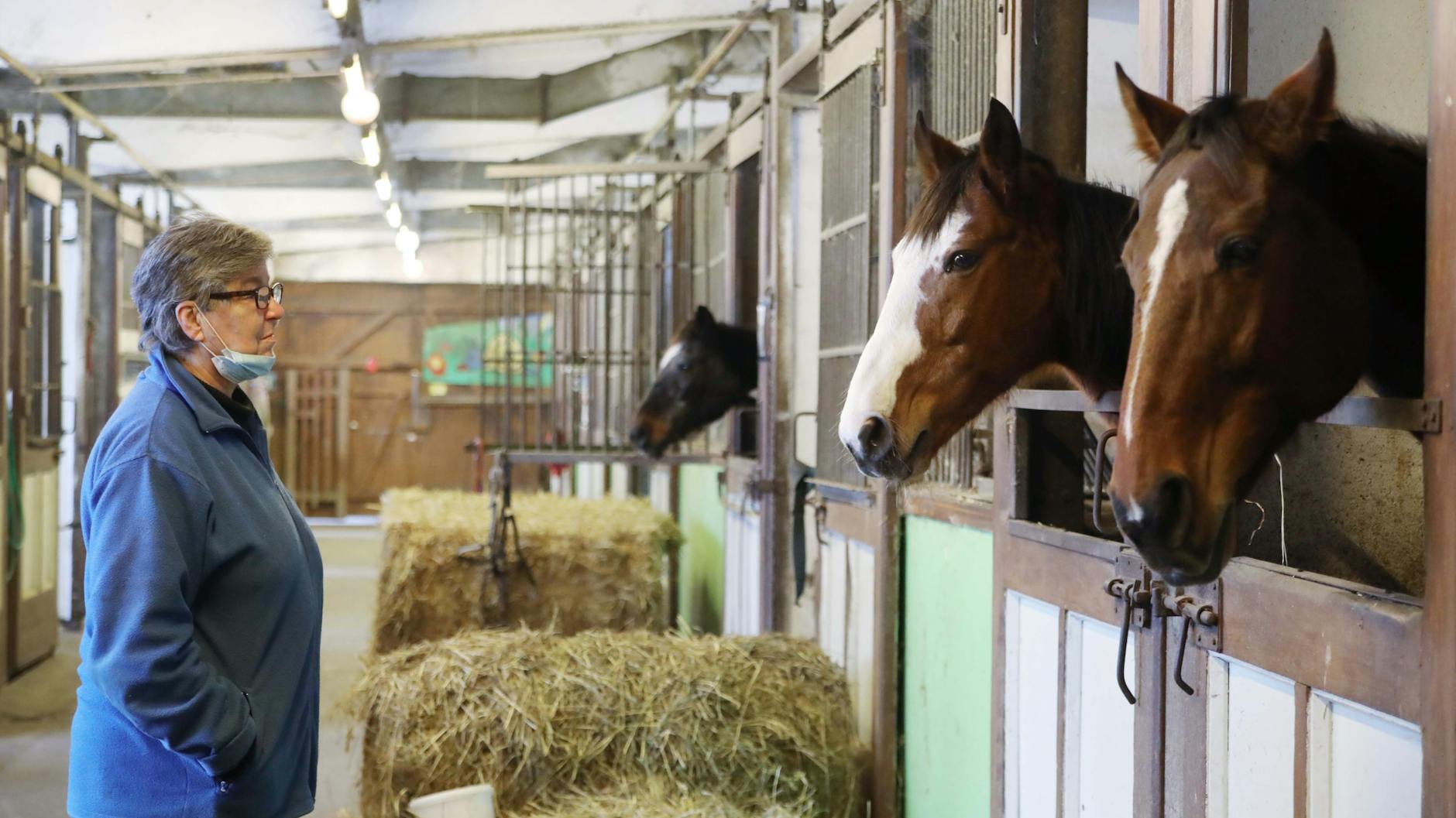 Karin Tomzik (69) mit ihren Pferden Ace, Blue Eye und Robin T.